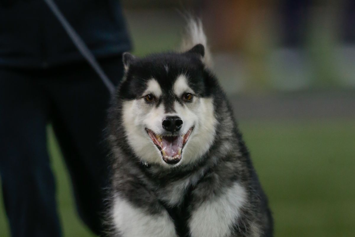 Arizona v Washington